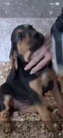 Puppy Four, a female Bloodhound for sale in Van Buren, AR – 1 of 1