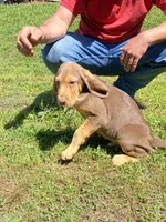 Puppy Two, a male Bloodhound for sale in Van Buren, AR – 4 of 7
