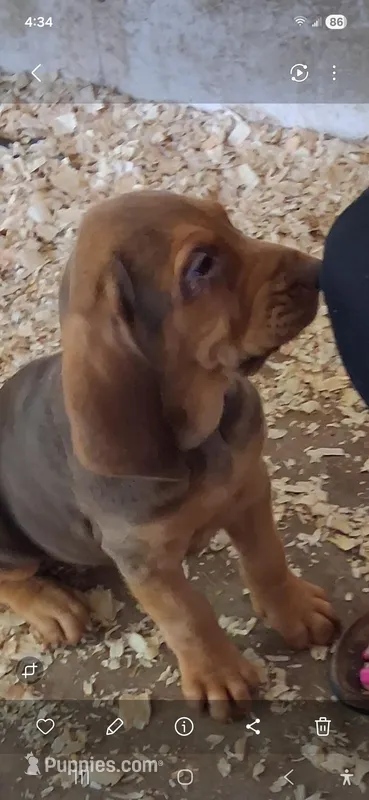 Puppy Nine – Bloodhound puppy for sale in Van Buren, AR