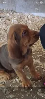 Puppy Nine, a female Bloodhound for sale in Van Buren, AR – 1 of 1