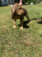Puppy Two, a male Bloodhound for sale in Van Buren, AR – 6 of 7