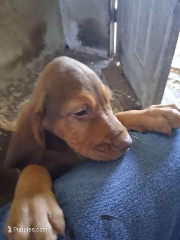 Puppy Eight – Bloodhound puppy for sale in Van Buren, AR