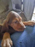 Puppy Eight, a female Bloodhound for sale in Van Buren, AR – 1 of 1