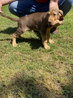 Puppy Two, a male Bloodhound for sale in Van Buren, AR – 7 of 7