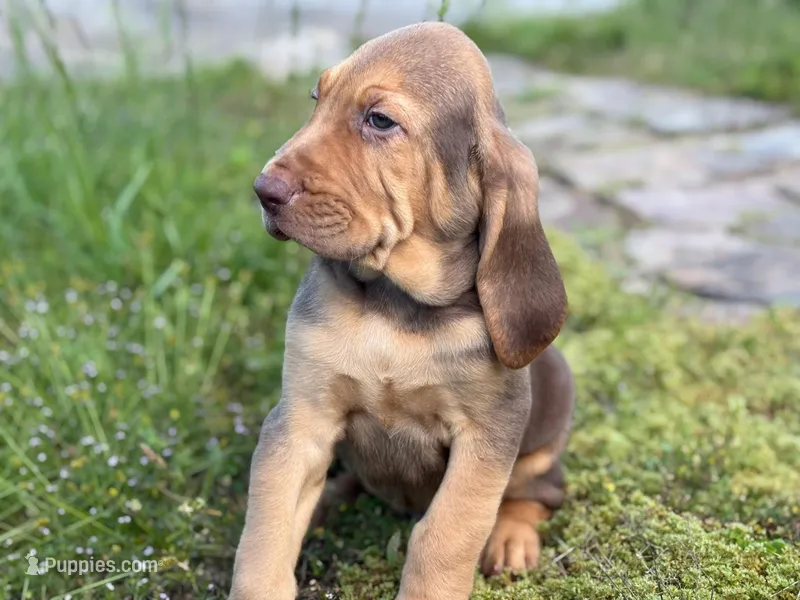Puppy Three – Bloodhound puppy for sale in Van Buren, AR