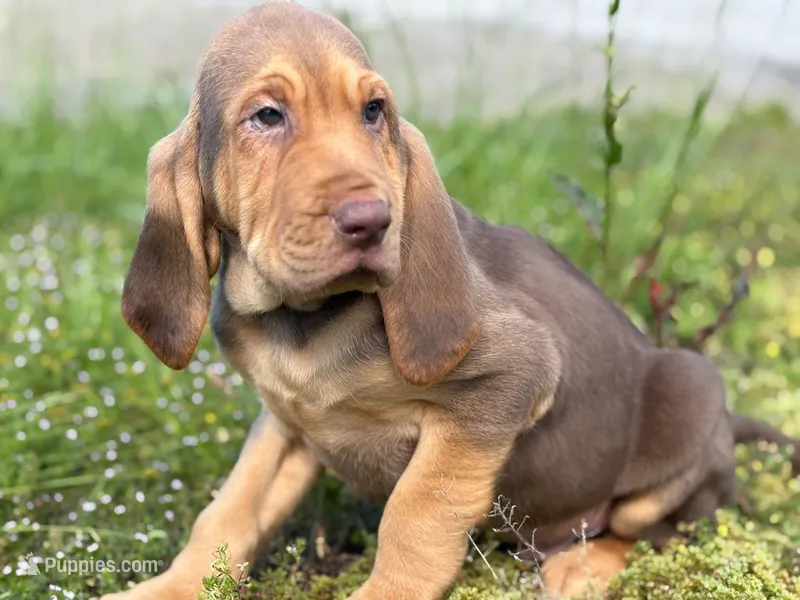 Puppy Six – Bloodhound puppy for sale in Van Buren, AR