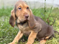 Puppy Six, a female Bloodhound for sale in Van Buren, AR – 1 of 1