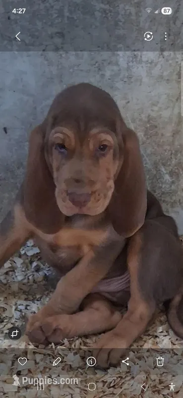 Puppy Five  – Bloodhound puppy for sale in Van Buren, AR