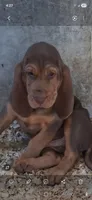 Puppy Five , a female Bloodhound for sale in Van Buren, AR – 1 of 1