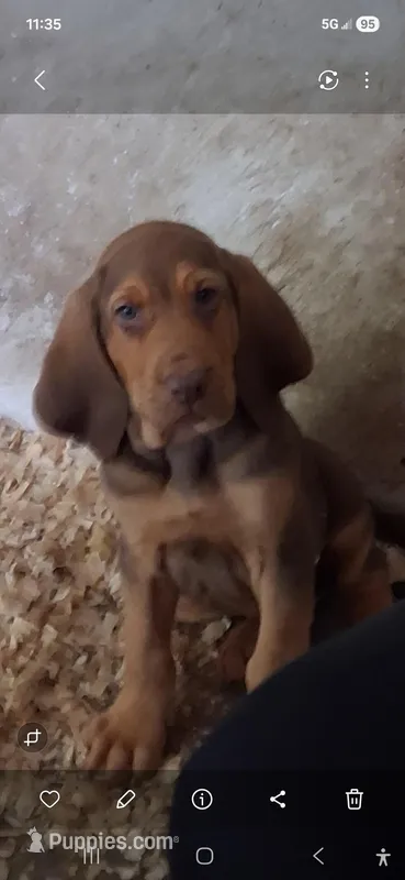 Puppy Seven – Bloodhound puppy for sale in Van Buren, AR