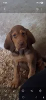 Puppy Seven, a female Bloodhound for sale in Van Buren, AR – 1 of 1