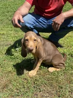 Puppy Two, a male Bloodhound for sale in Van Buren, AR – 3 of 7