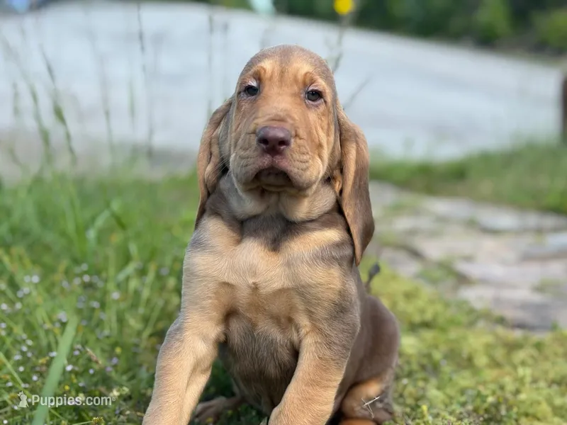 Puppy one – Bloodhound puppy for sale in Van Buren, AR