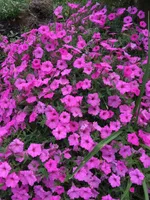 processed/20167009-fc14-467a-aec1-81d796aa4793/facility/7a2c75ca-03de-4176-8765-40649b2dc8f4