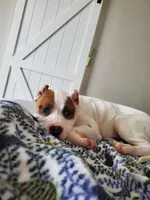 Amethyst, a female American Bully for sale in Columbia, SC – Photo 2 of 4