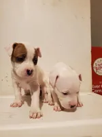 Amethyst, a female American Bully for sale in Columbia, SC – Photo 4 of 4