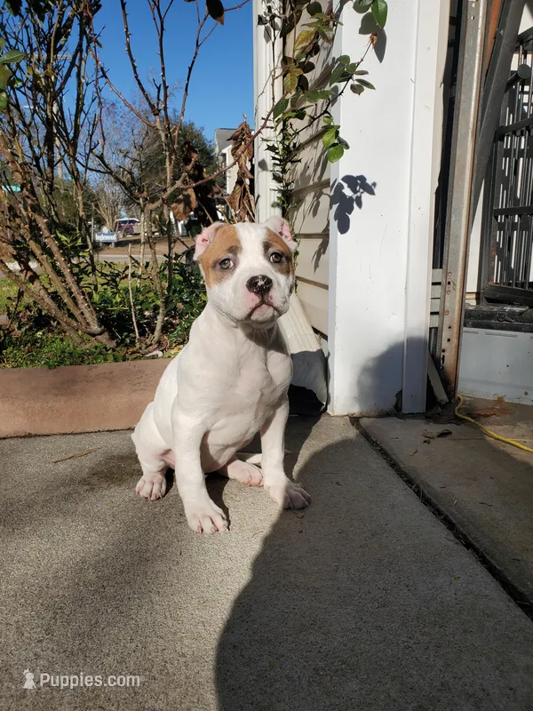 Amethyst – American Bully puppy for sale in Columbia, SC