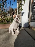 Amethyst, a female American Bully for sale in Columbia, SC – Photo 1 of 4