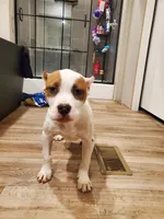 Amethyst, a female American Bully for sale in Columbia, SC – Photo 3 of 4