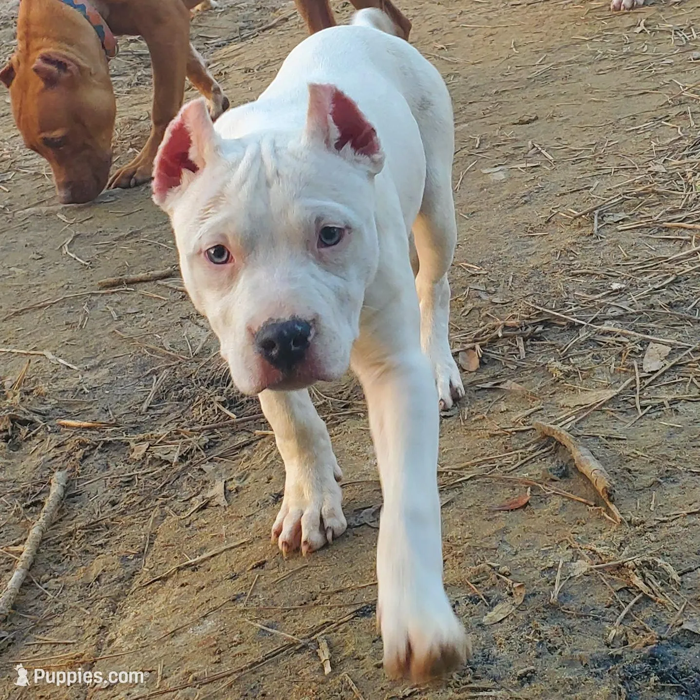 Pearl, a female American Bully for sale in Columbia, SC – Photo 4 of 7