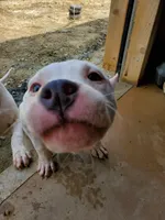 Pearl, a female American Bully for sale in Columbia, SC – Photo 6 of 7