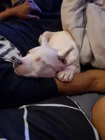 Pearl, a female American Bully for sale in Columbia, SC – Photo 5 of 7