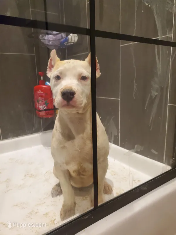 Pearl – American Bully puppy for sale in Columbia, SC