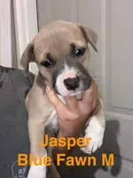 Jasper, a male American Bully for sale in Columbia, SC – Photo 4 of 4