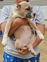 Jasper, a male American Bully for sale in Columbia, SC – Photo 2 of 4
