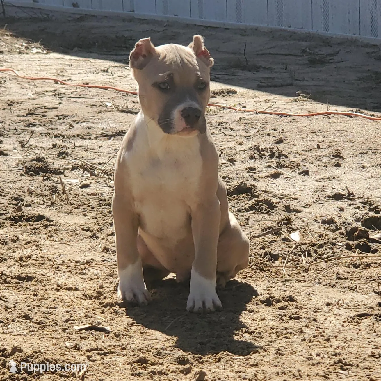 Jasper – American Bully puppy for sale in Columbia, SC