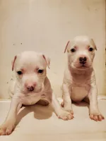 Topaz, a male American Bully for sale in Columbia, SC – Photo 5 of 6