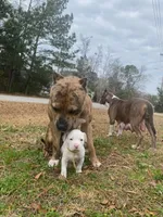 Topaz, a male American Bully for sale in Columbia, SC – Photo 4 of 6