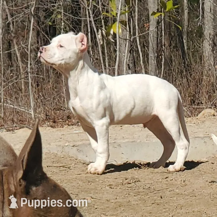 Topaz, a male American Bully for sale in Columbia, SC – Photo 2 of 6