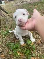 Topaz, a male American Bully for sale in Columbia, SC – Photo 3 of 6