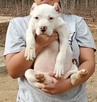 Topaz, a male American Bully for sale in Columbia, SC – Photo 1 of 6
