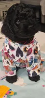 Blue , a male Cockapoo for sale in Lewisville, TX – 4 of 4