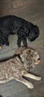 Blue , a male Cockapoo for sale in Lewisville, TX – 2 of 4