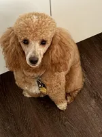 Nova Blue, a male Poodle - Miniature  for sale in Portland, OR – Photo 3 of 6