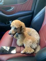 Nova Blue, a male Poodle - Miniature  for sale in Portland, OR – Photo 4 of 6