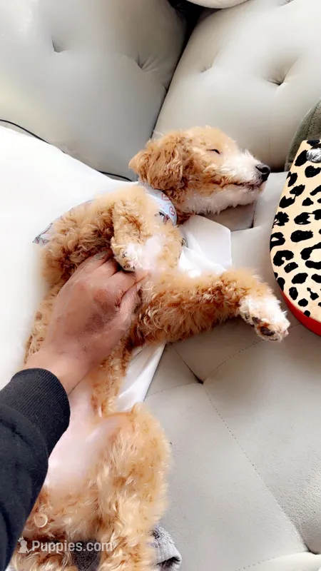 Nova Blue – Poodle - Miniature  puppy for sale in Portland, OR