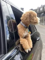 Nova Blue, a male Poodle - Miniature  for sale in Portland, OR – Photo 2 of 6