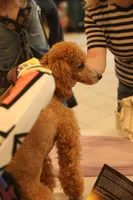 Nova Blue, a male Poodle - Miniature  for sale in Portland, OR – Photo 6 of 6