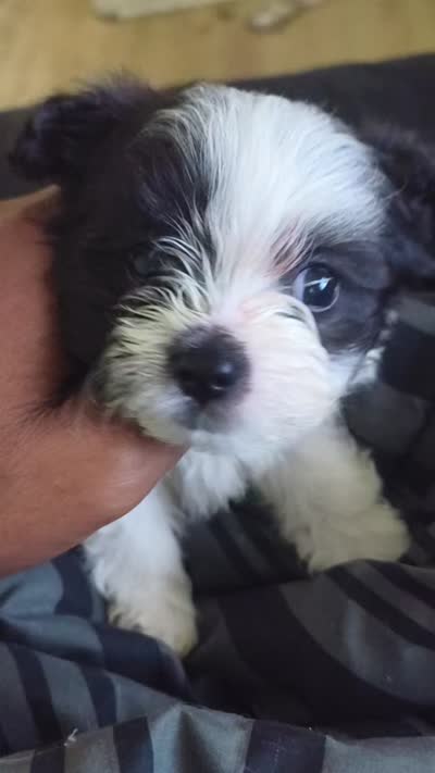 Mannie, a male Shihpoo for sale in Warren, MI – 2 of 2