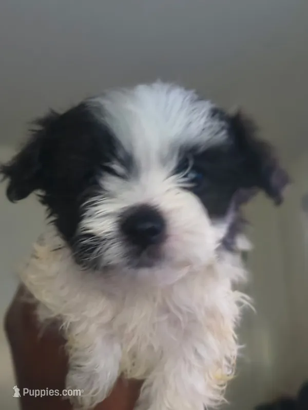 Mannie – Pomeranian, Shih Tzu puppy for sale in Warren, MI