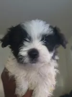 Mannie, a male Pomeranian and Shih Tzu for sale in Warren, MI – 1 of 1
