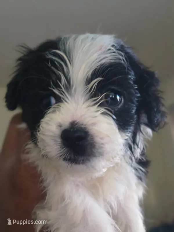 Milo – Pomeranian, Shih Tzu puppy for sale in Warren, MI