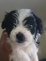 Milo, a male Pomeranian and Shih Tzu for sale in Warren, MI – 1 of 1