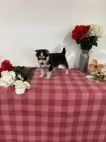 Logan, a male Siberian Husky for sale in Freedom, NY – Photo 2 of 4