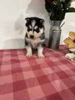 Logan, a male Siberian Husky for sale in Freedom, NY – Photo 3 of 4