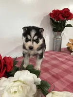 Logan, a male Siberian Husky for sale in Freedom, NY – Photo 4 of 4